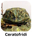 Anuri Ceratofridi